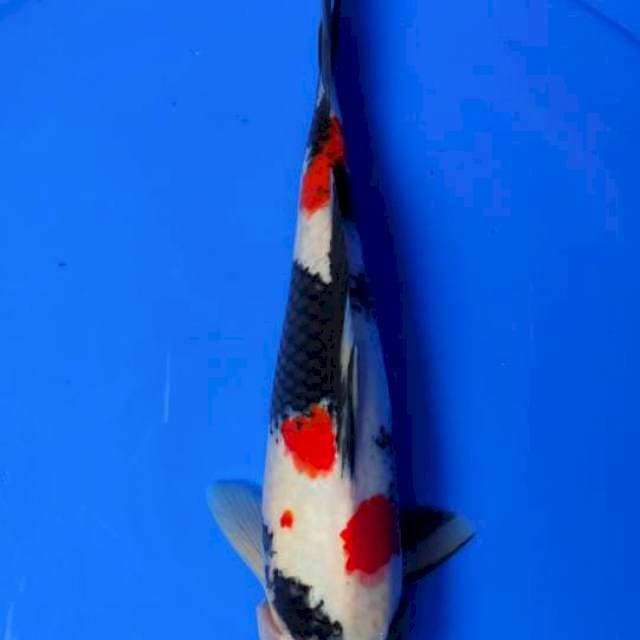 Showa 30cm