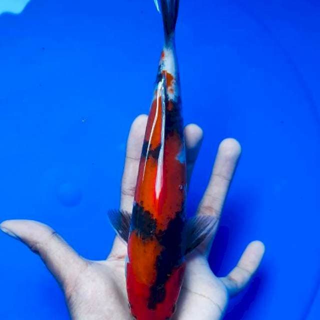 Hishowa 25cm merah