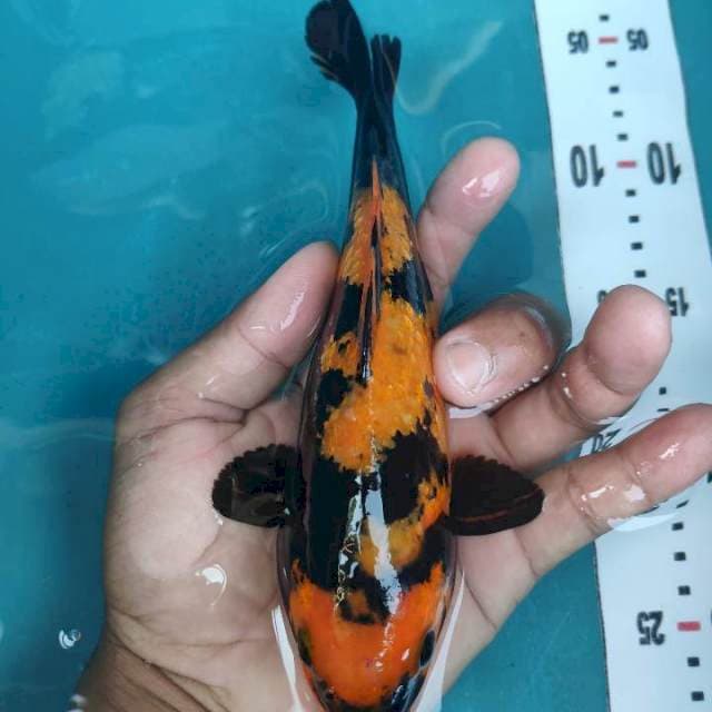 uthuri gindrin 25 cm
