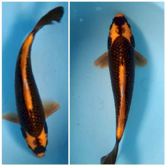 Kabuto bagus bulky 27cm