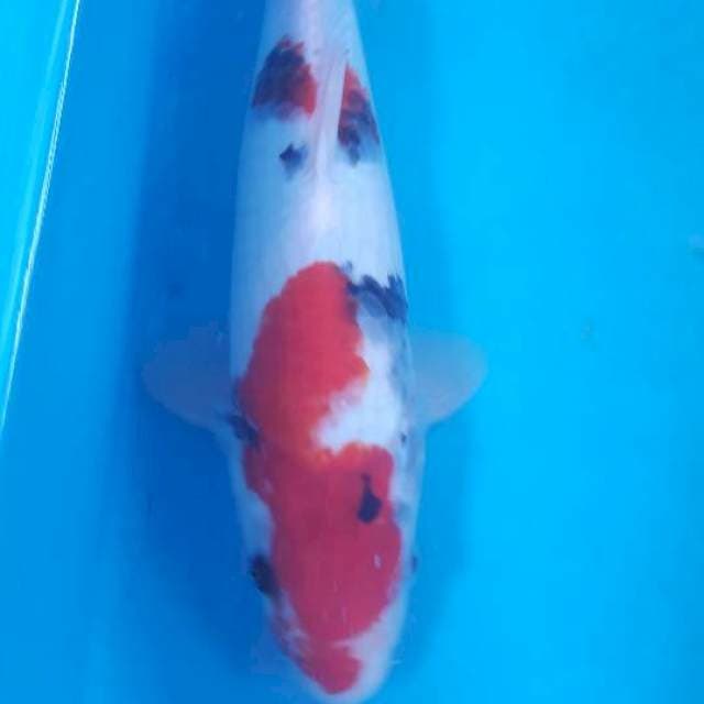 showa male 31cm