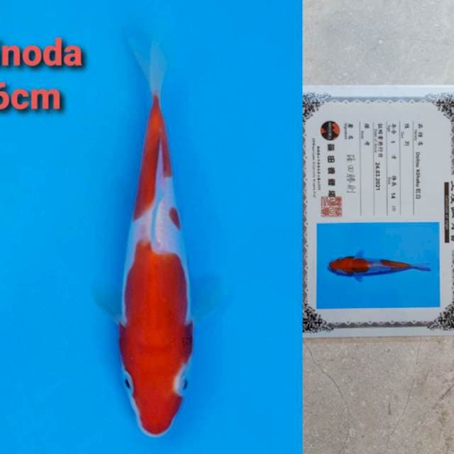 Shinoda Doitsu Kohaku Certi