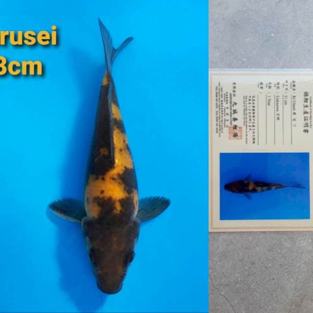 Marusei Ki-Utsuri Certi