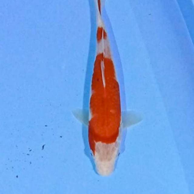 Kohaku