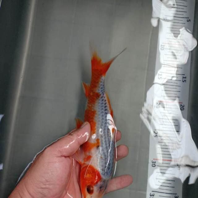asagi 23cm siip