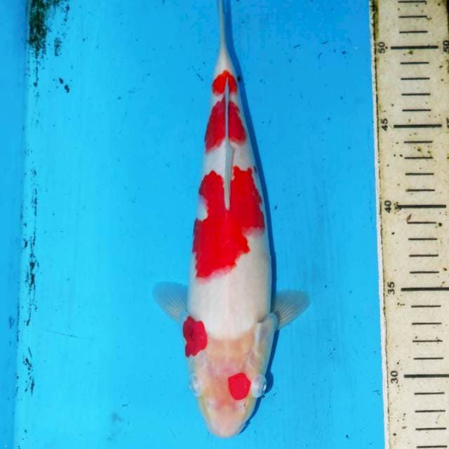 30cm KOHAKU