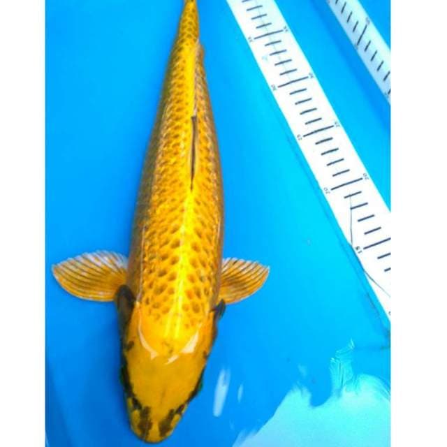 JUMBO GOLD GINRIN 41 cm