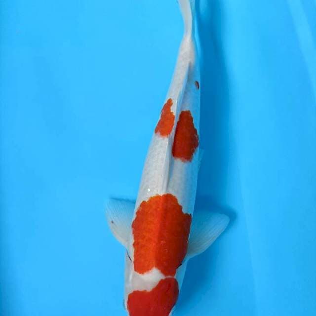 Kohaku male 47cm