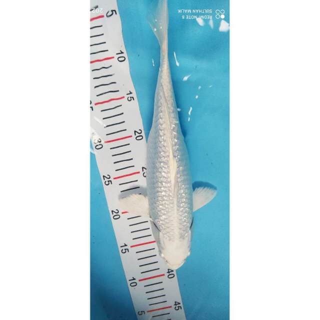 Platinum ginrin 30 cm