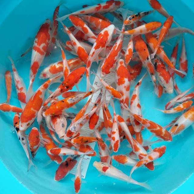 Paket kohaku sanke 100 ekor red stroooong