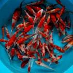 Paket kohaku sanke 100 ekor red stroooong