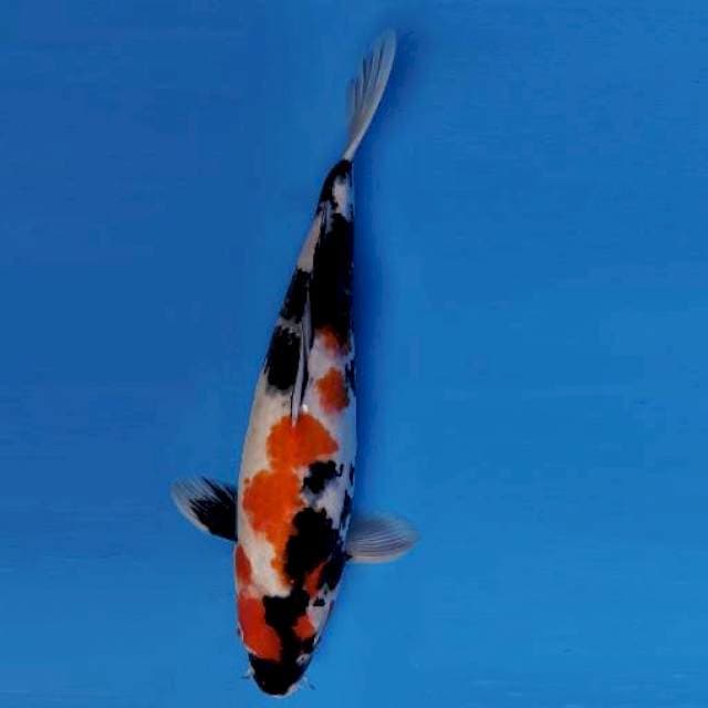 YORI 1 - SHOWA SANSOKU ®