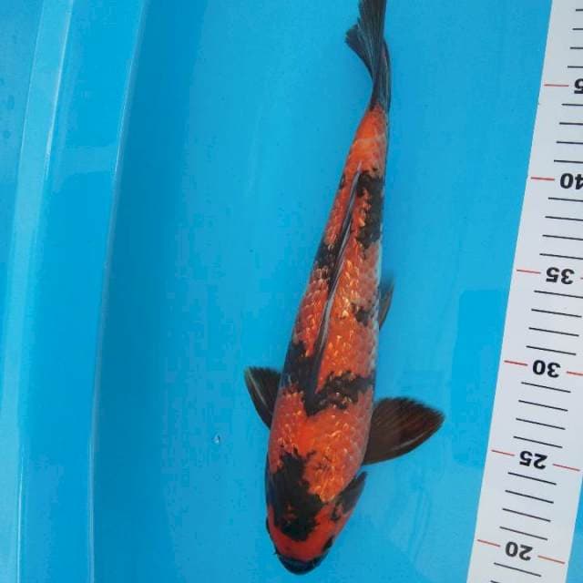 Hi showa gindrin 33cm