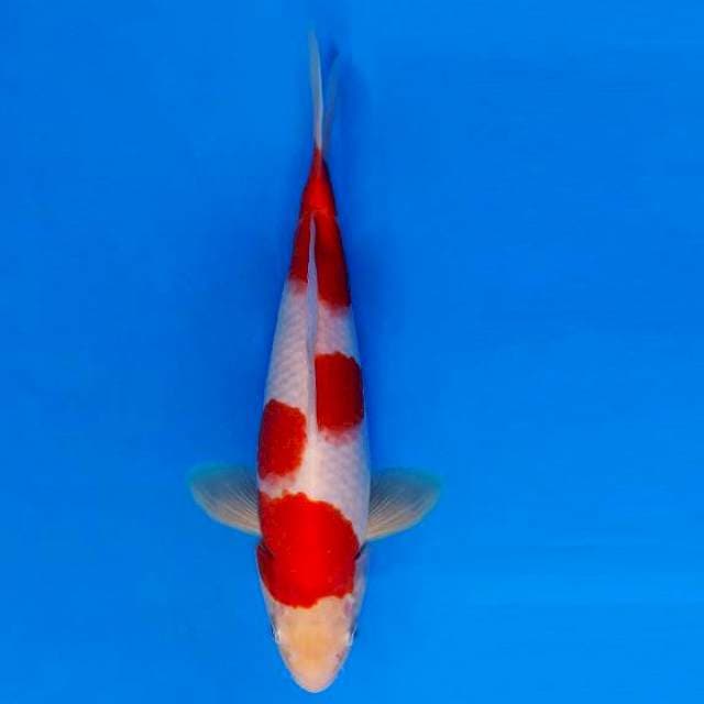 YORI 4 - KOHAKU ™