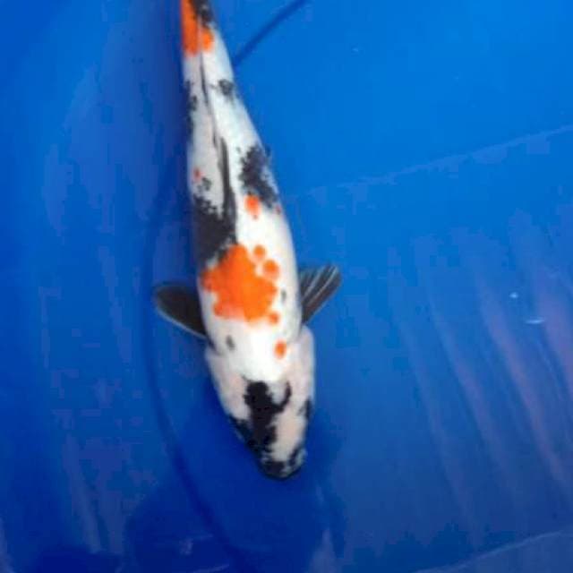 Showa 31cm