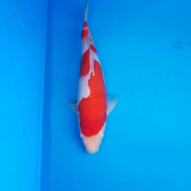 Sakai Kohaku 33