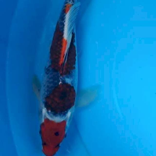 Goshiki 25 cm