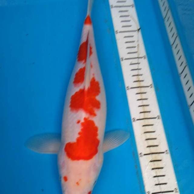 KOHAKU JOZZ