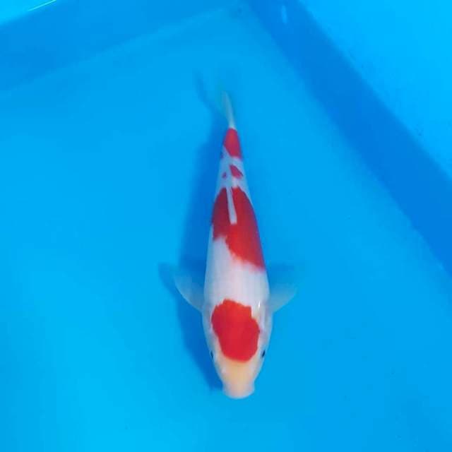 Kohaku Sakai 34