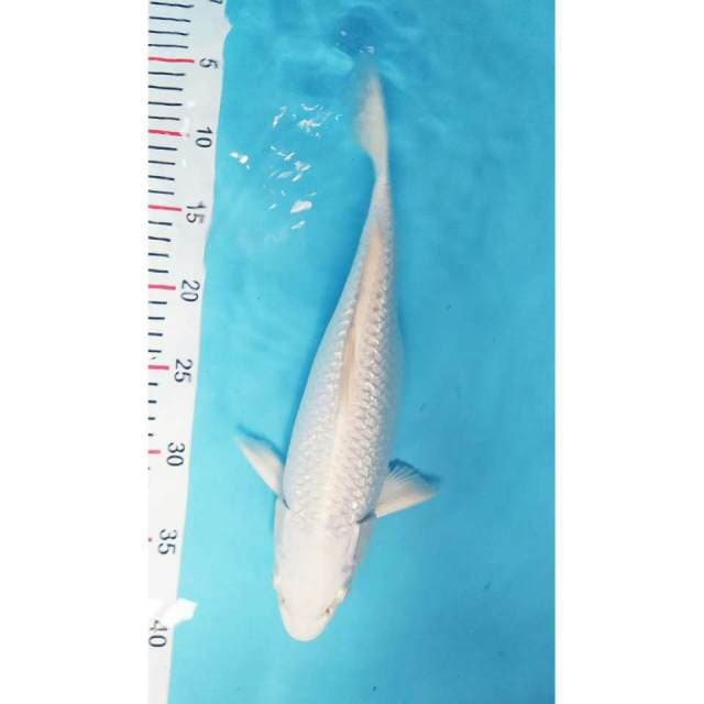 Platinum ginrin 33 cm