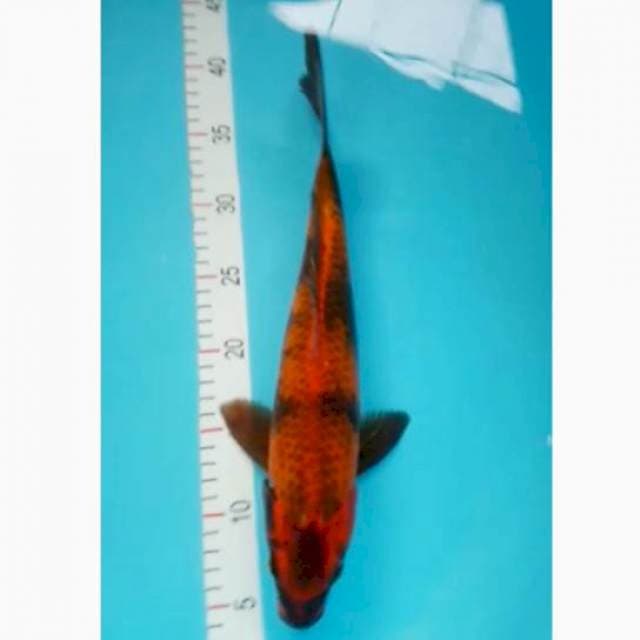 Kage utsuri