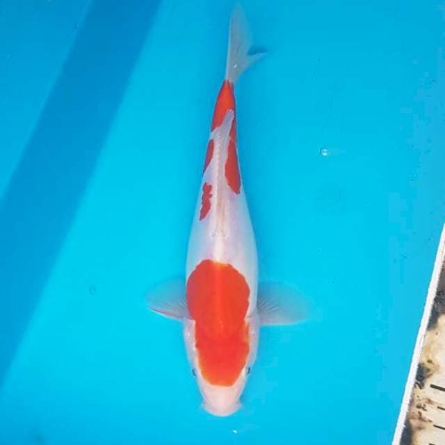 Kohaku doitsu 