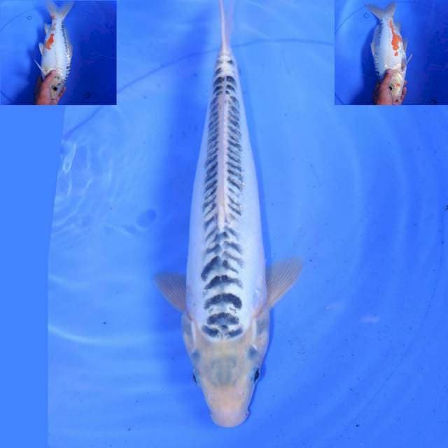 35cm F1 HANA SUSHUI