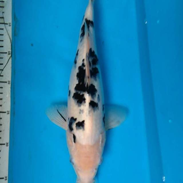 BEKKO 36 cm