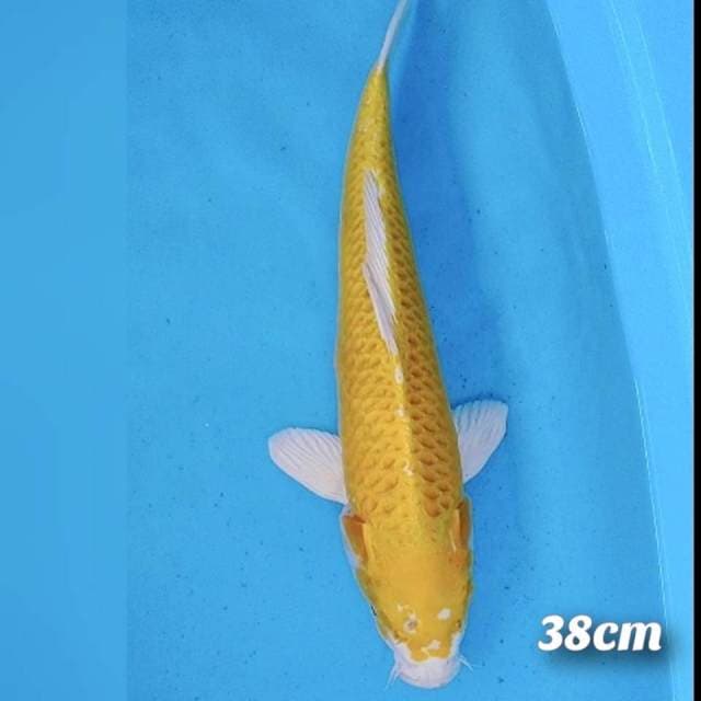 Ogon 38cm