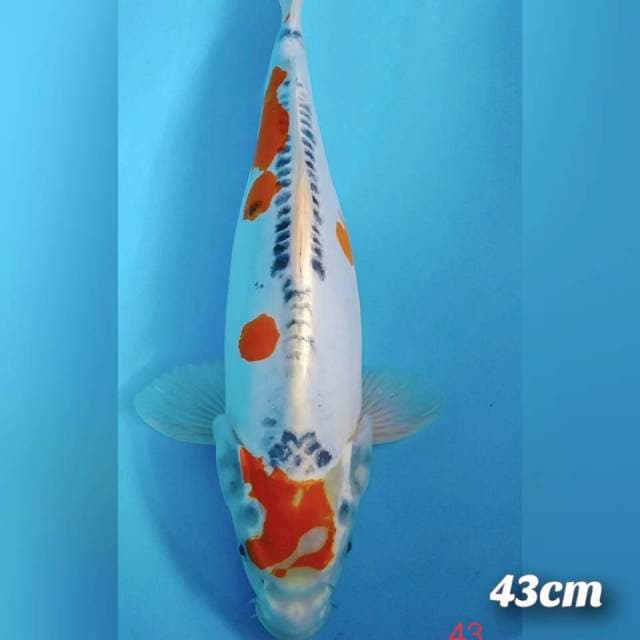 Kikokuryu FM 43cm