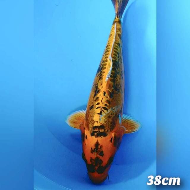 Kikokuryu 38cm body jos