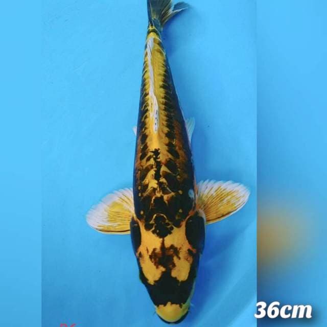 Kinkabuto 36cm