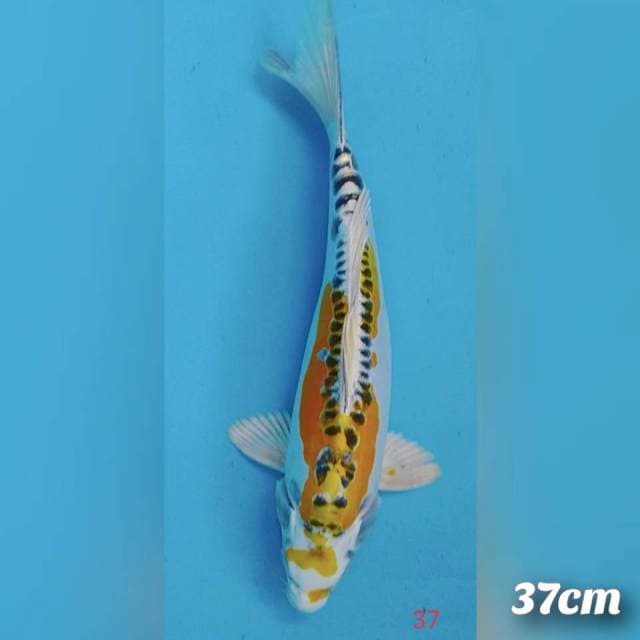 Kinkikokuriyu 37cm