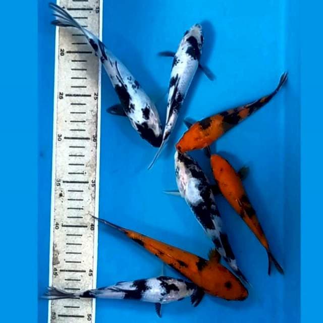 Paket 7 ekor "shiro utsuri, 16-19 cm