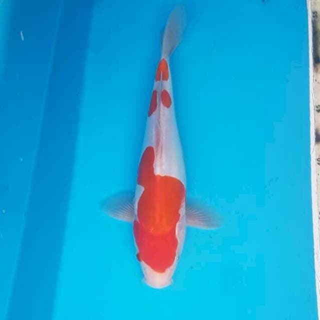 Kohaku doitsu 