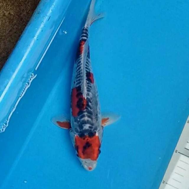 Beni kiko 28 cm male