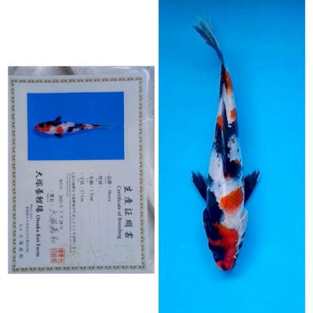 Showa Certy Breeder Otsuka