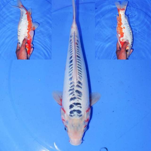 HANA SHUSUI 33cm