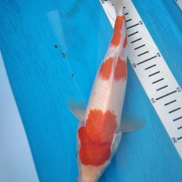 Sandan kohaku