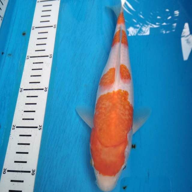 Yondan kohaku