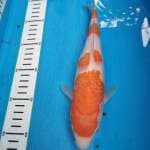 Yondan kohaku