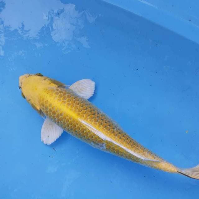 Hariwangke