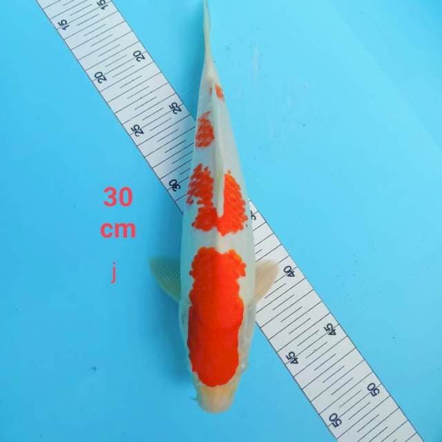 Kohaku mantap 30 cm