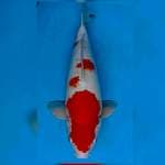 45cm super terpedo kohaku bulky..body juoss omku