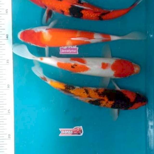 Mix 24-26cm