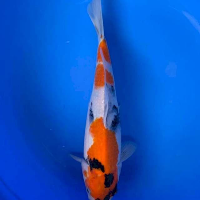 Sowa 30 cm
