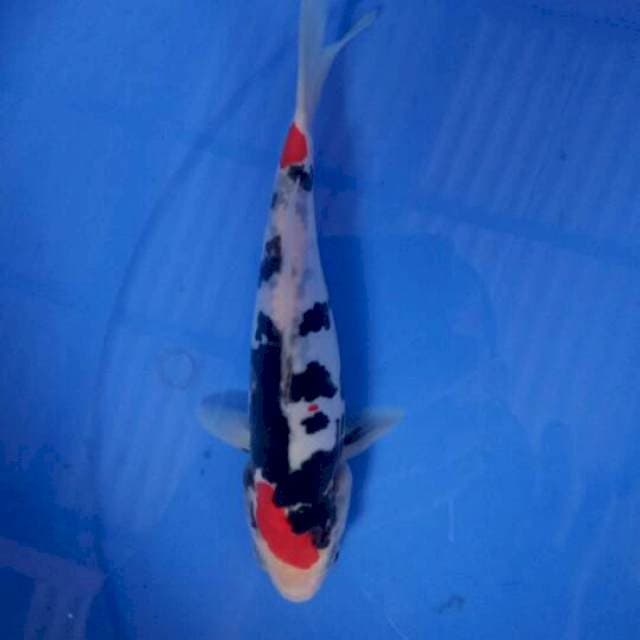 Showa Doitsu 22 cm