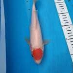 Tancho kohaku