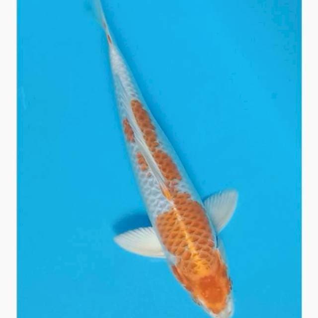 Hariwake