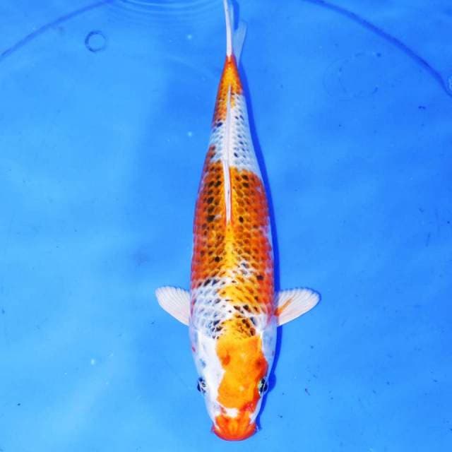 KUJAKU
